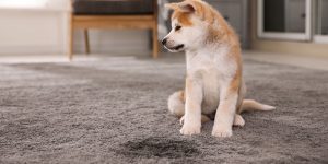 Why Professional Carpet Stain Removal Is a Good Investment