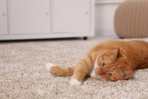 What to Know About Pet Odor Removal from Your Carpet