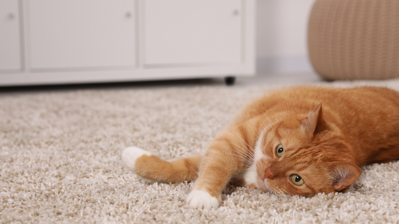 What to Know About Pet Odor Removal from Your Carpet