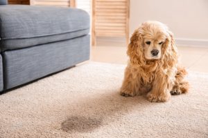 Understanding Pet Odor Removal: Why Air Fresheners Won’t Work