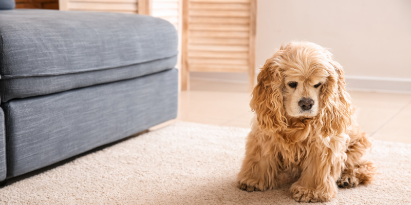 Understanding Pet Odor Removal: Why Air Fresheners Won’t Work